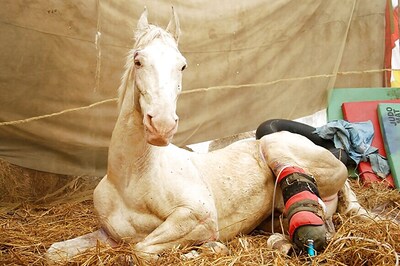 Injured During BJP Protest, Uttarakhand Police Horse Shaktiman Dies