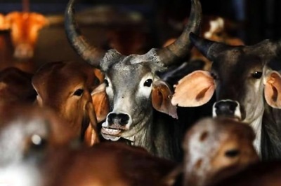 'Cow Smuggler' Killed While Being Chased by Police in Rajasthan's Alwar