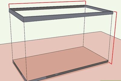 How to Save a Dying Betta Fish