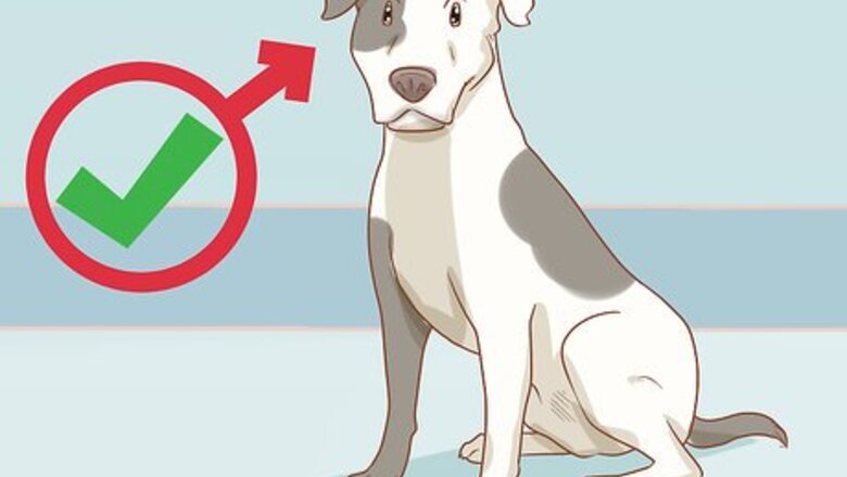 How to Care for a Dog Before, During, and After Pregnancy