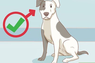 How to Care for a Dog Before, During, and After Pregnancy