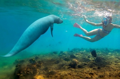 IIT Roorkee Researchers Claim India Was Home to 'Sea Cows'