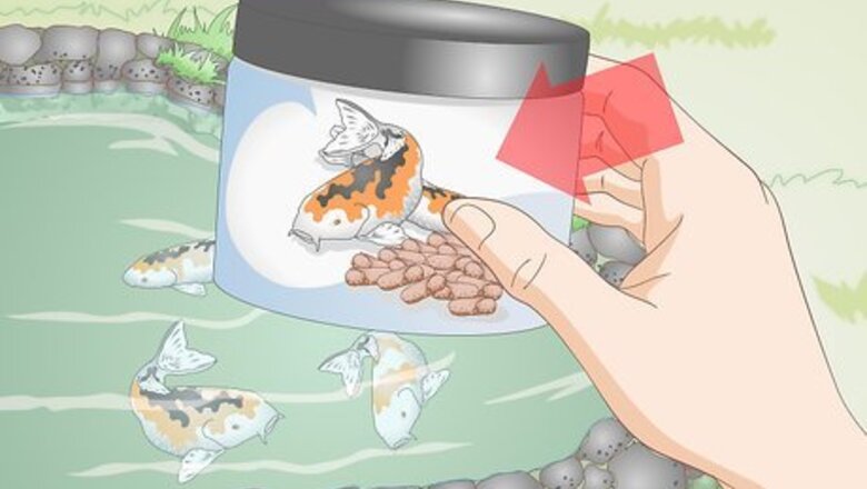 How to Feed Koi