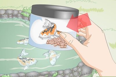 How to Feed Koi
