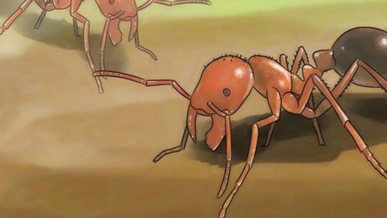 How to Identify Fire Ant Stings