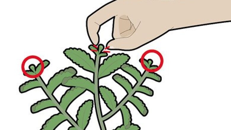How to Harvest Stevia