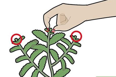 How to Harvest Stevia