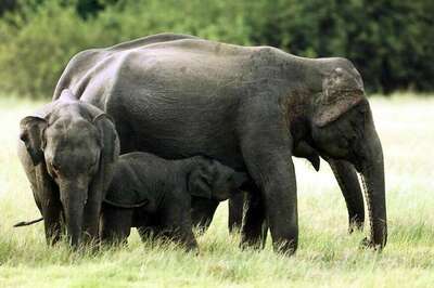 Four Sri Lankan Elephants Found Dead of Suspected Poisoning