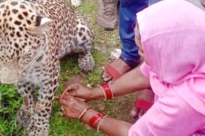 'Unconditional Love': Viral Image Shows Woman Tying Rakhi to Ailing Leopard in Rajasthan
