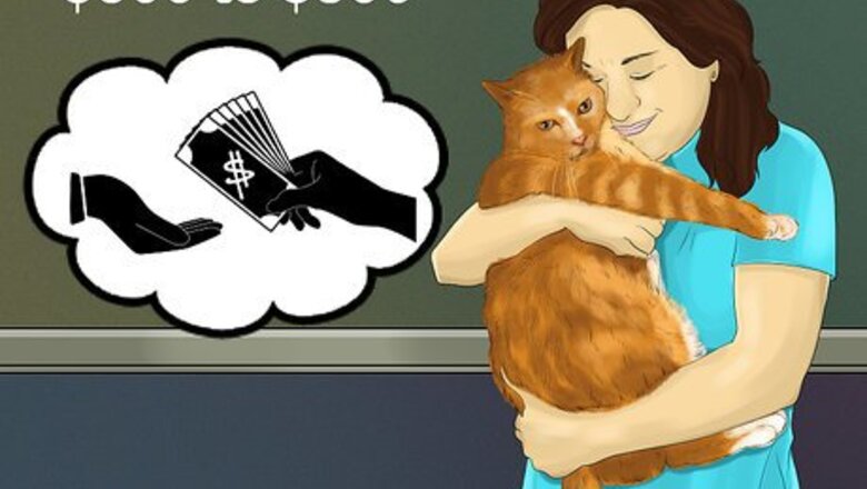 How to Budget for a New Cat