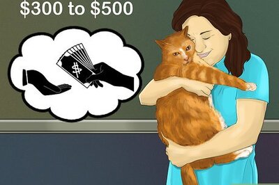 How to Budget for a New Cat