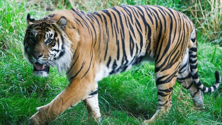Man-Eater Tiger’s Name Stirs Controversy in UP’s Kheri for Hurting Sentiments
