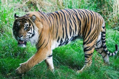 Man-Eater Tiger’s Name Stirs Controversy in UP’s Kheri for Hurting Sentiments