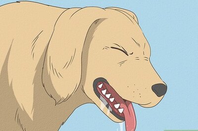 How to Know When Your Dog is Sick