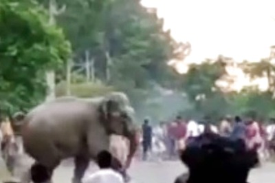 Man-Animal Conflict: Teasing Wild Elephants Costs Assam Man His Life