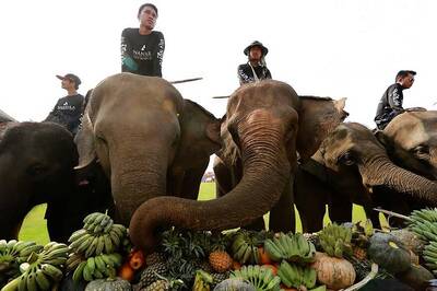 'Spooked' Elephant Kills Mahout in Guwahati for Trying to Remove Banana Leaves