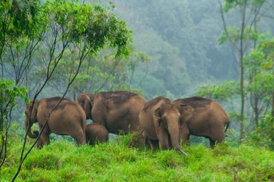 Discover the Best, Craziest Escapades of South India