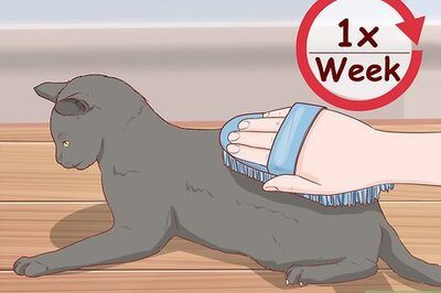 How to Take Care of a Bombay Cat