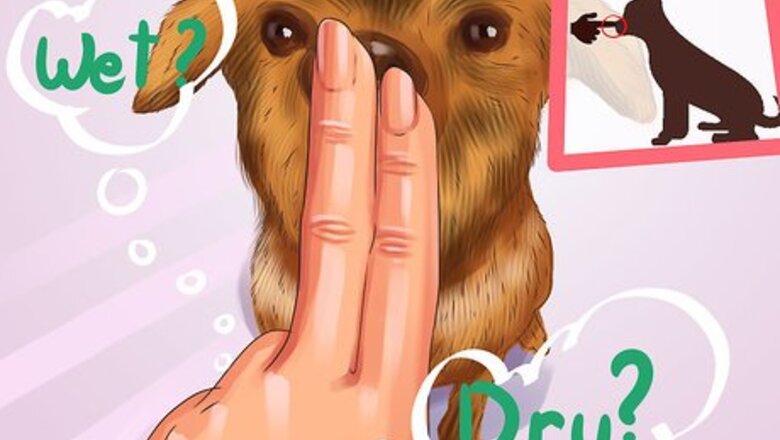 How to Diagnose the Cause of Dry Nose in Dogs