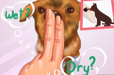 How to Diagnose the Cause of Dry Nose in Dogs