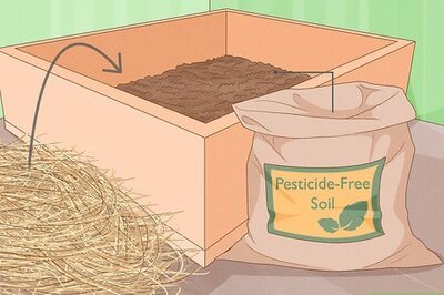 Caring for an Orphaned or Wounded Bunny: A Complete Guide