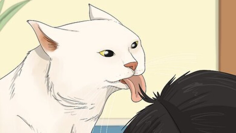 Why Does My Cat Like to Lick My Hair? (Plus, What To Do About It)
