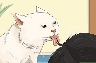 Why Does My Cat Like to Lick My Hair? (Plus, What To Do About It)