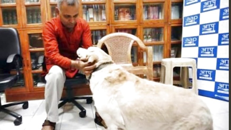 Somnath Bharti’s Labrador Don, Once Accused in Domestic Violence Case, Dies