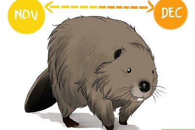 How to Trap a Beaver