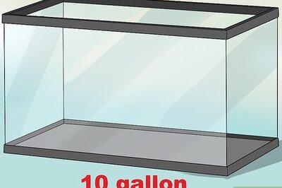 How to Know Which Fish to Put Together in a Tank