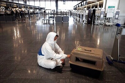 US Bans Dogs Brought In From 100 Countries With Rabies Risk