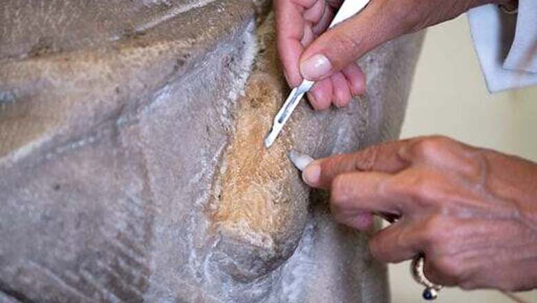 Restorers Uncover New Details In A Michelangelo Pieta