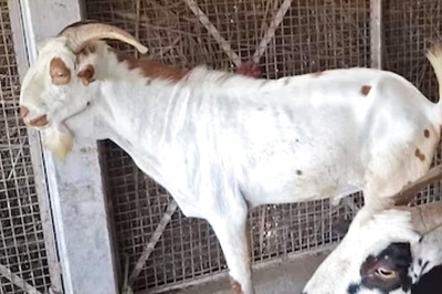 A Goat Breed, Also Known As 'Poor Man's Cow', Has Turned Lucrative for This UP Farmer