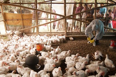 Bird Flu Scare: Three Fresh Avian Deaths, Another DDA Park Shut in Delhi