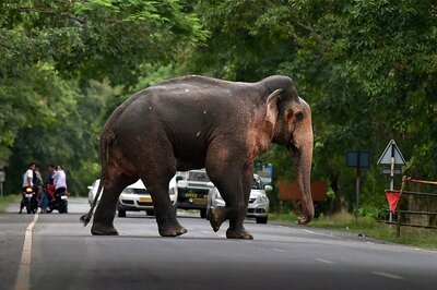 Madras HC Gives Nod to Capture Roaming Wild Elephant
