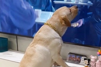 BRB, Busy Laughing At Adorable Dog Trying To Steal Food From TV Screen