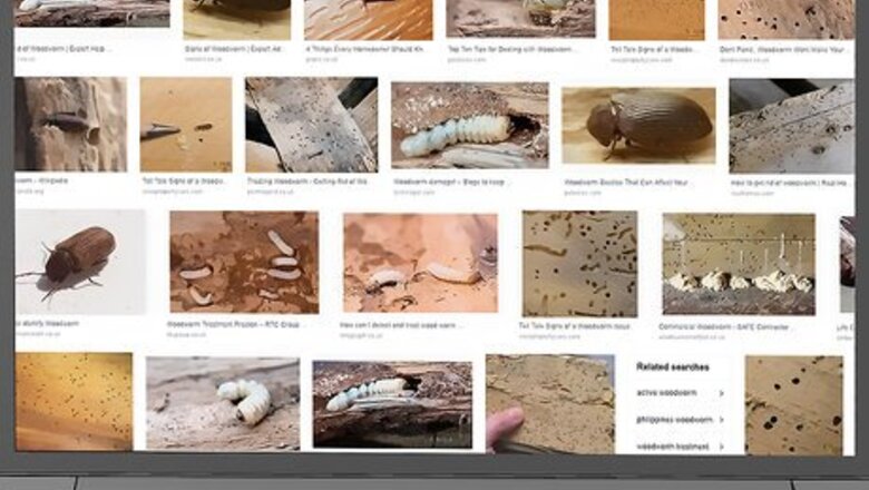 How to Identify Woodworm