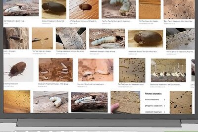 How to Identify Woodworm