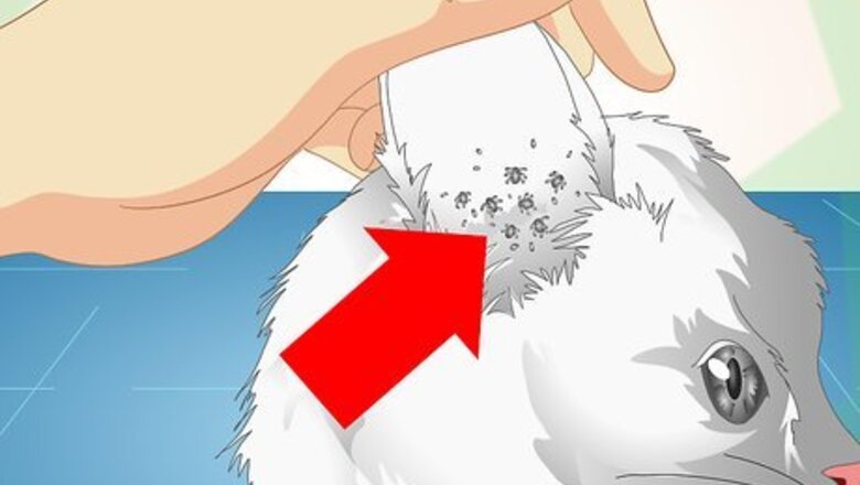 How to Check Cats for Ear Mites