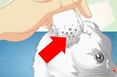 How to Check Cats for Ear Mites