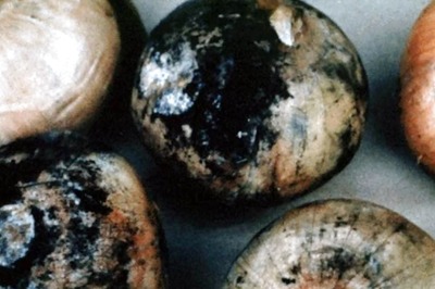 Did You Know Black Moulds On Onions Can Be Toxic And Casue Allergic Reactions?
