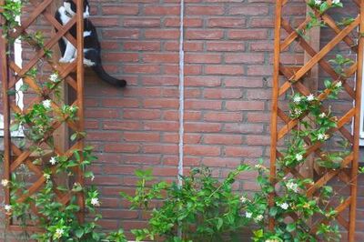 How to Make a Pergola with a Hidden Cat Ladder