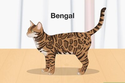 11 Cats That Resemble Leopards, Cheetahs & Other Wild Kitties