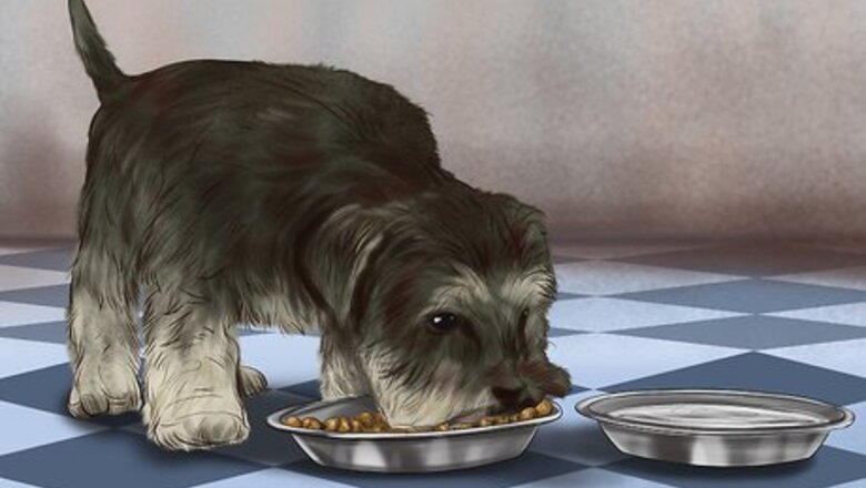 How to Treat Diabetes in Miniature Schnauzers