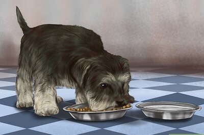 How to Treat Diabetes in Miniature Schnauzers