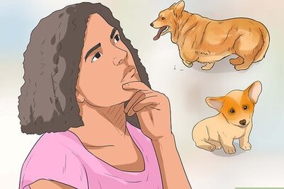 How to Choose Between a Shelter or a Breeder Dog