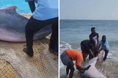 Watch: Fishermen Release Dolphins They Caught Accidentally In Tamil Nadu