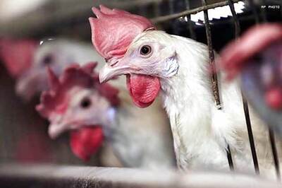 Mystery cracked: egg came after the chicken