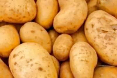 Optical Illusion: Can You Spot The Hidden Needle Among Potatoes Within 15 Seconds?
