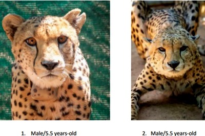 Two Siblings, Two Friends & A 2-Year-Old: Meet the 8 Namibian Cheetahs Who Will Now Call India Their Home